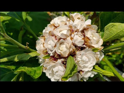 Video: Clerodendrum (62 Bilder): Omsorg For En Blomst Hjemme. Beskrivelse Av 