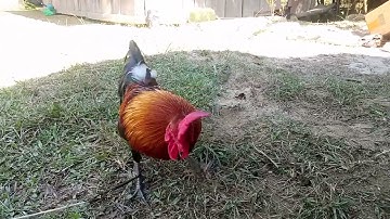 saib qaib dib dua zoo tuaj zoo nawb nyiam lo Nug tau