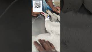 Please support me to save WHITEY'S life 🙏 #dog #straykids #rescue #tamil #sad #animals #dogs #life