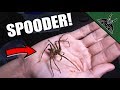 I HANDLED IT! The Spider Shop UK unboxing