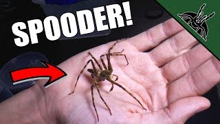 I HANDLED IT! The Spider Shop UK unboxing