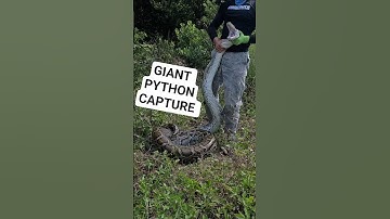 HUGE PYTHON#python #burmesepython#snake #foryou #fyp #fypシ #explore #explorepage #foryoupage #shorts