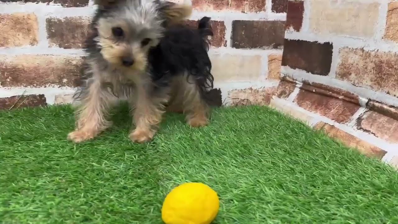 ペットショップcoo&riku No.645345