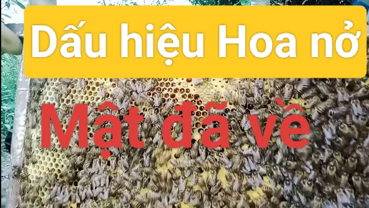 Dự trữ mũ cho đàn mất chúa và tin vui mật đã về khá nhiều 