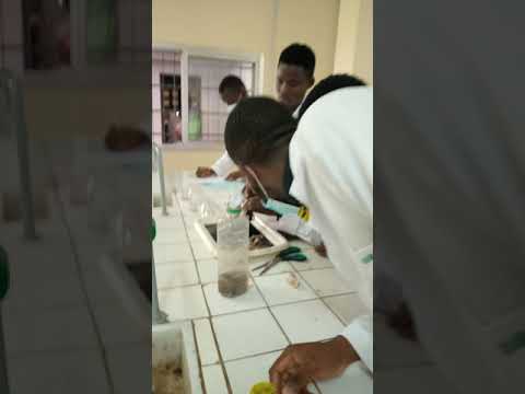 Vidéo: Traitement De Rats Atteints De Lésions De La Moelle épinière à L'aide De Cellules Stromales Dérivées De Moelle Osseuse Humaine Préparées Par Sélection Négative
