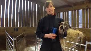 How To Naval Dip a Newborn Lamb, FAI Farms