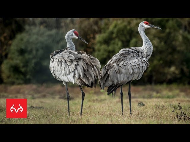 Watch Sandhill Crane Hunt | Ribeye of the SKY on YouTube.