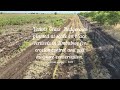 Vetiver grass  hedgerows planted on vertisols for erosion control and rainfall runoff reduction