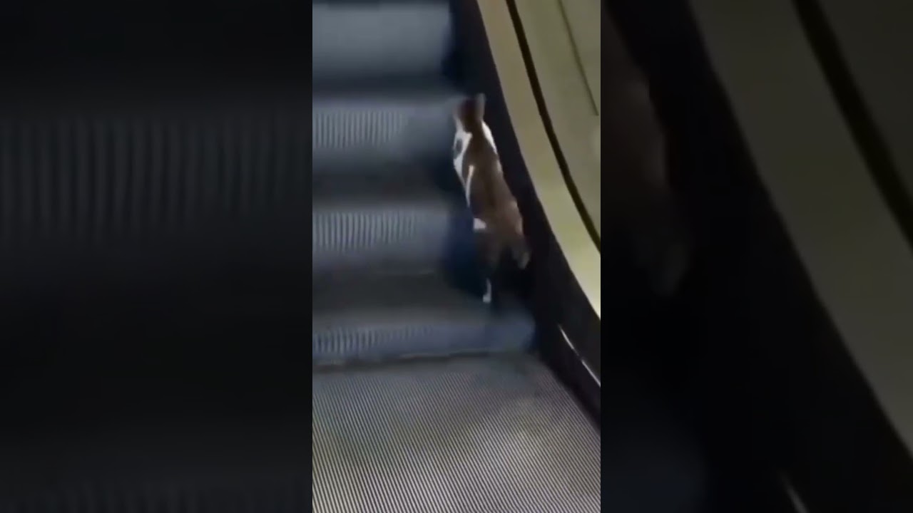 Meowtivation 😼😹