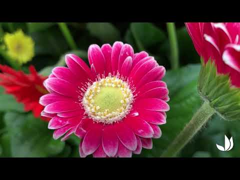 Vidéo: Gerbera : la signification et la description de la fleur