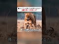母ライオンは子どもを守れるのか？ 過酷な戦いの結末とは？ #母ライオン #ライオンの生態 #野生動物 #動物行動 #自然映像のサムネイル
