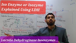 Isoenzyme concept explained // Lactate dehydrogenase isoenzymes and their diagnostic importance