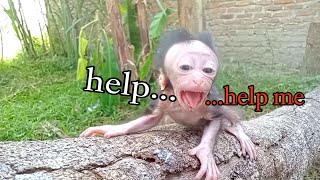 oh no..! the baby monkey cutis screamed and cried, asking to be picked up,. help me