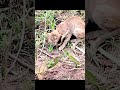 猫とヘビの戦い🐍 🐈‍⬛ #29