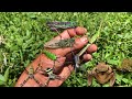 Hunting insectscatch frogs cicadas caterpillar weaver spiders orb spiders rare grasshoppers
