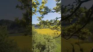 FPV Life: 1 Minute fliegen 10 Minuten suchen.😂 #fpvlife #fpv #fpvdrone #fpvfreestyle #crash