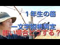 "ぶどう”  １年生のシャインマスカット一文字短梢剪定 （細い苗）