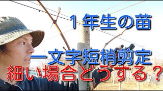 "ぶどう”  １年生のシャインマスカット一文字短梢剪定 （細い苗）