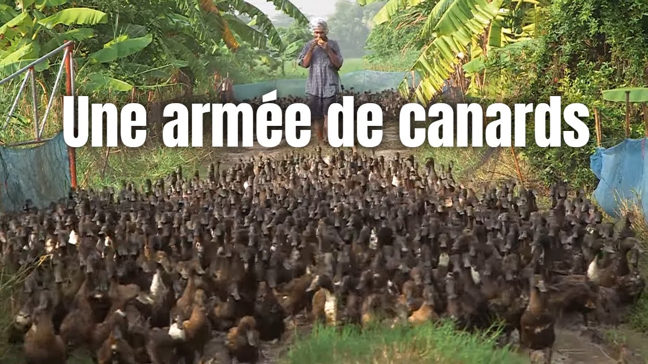 Des canards plutôt que des pesticides
