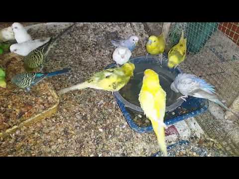 Feathered Feast: Lovebirds Enjoying Mixed Seeds, Quenching Thirst, and Splashing in Baths .