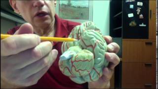 Brain Model Anatomy part 1 DISCUSSION by Radiologist