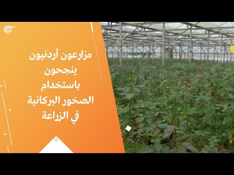 مزارعون أردنيون ينجحون باستخدام الصخور البركانية في الزراعة