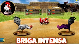 BRIGA INTENSA DE GALO!!só alegria 😹🔥 screenshot 2