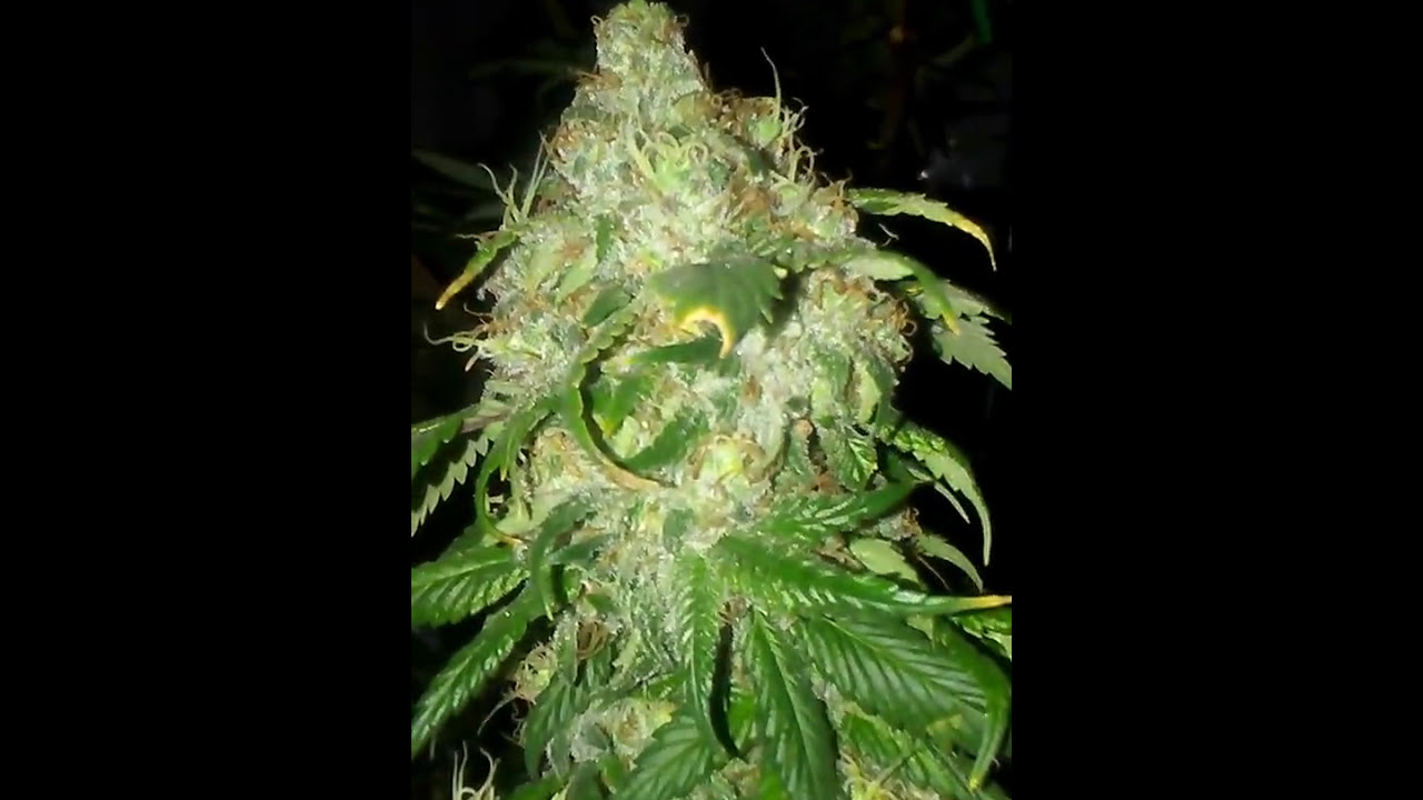 Harvest time my first go at it