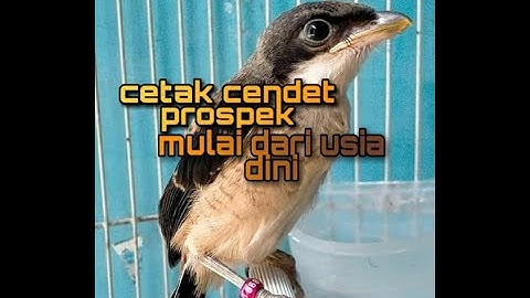 Cara mencetak ANAKAN CENDET yang prospek