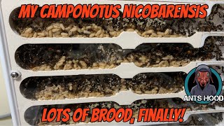 My Camponotus Nicobarensis, Lots of Brood, Finally!