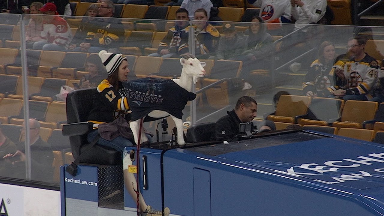 The Goat Rides The Zamboni In Boston Youtube