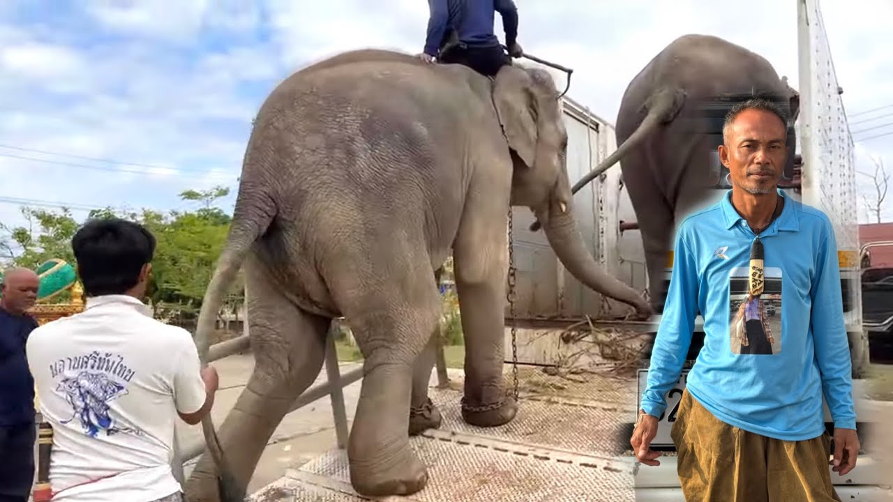 ช้างลื่น😲 ตก❗️รถ