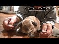 腕の中にとびこんでくる甘えん坊ウサギ (チャップ・ダンダンウー) Rabbits who jump into arms