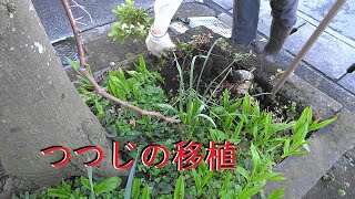 つつじの伐根～移植