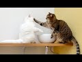 水を飲むのを邪魔されて10倍返しする猫!
