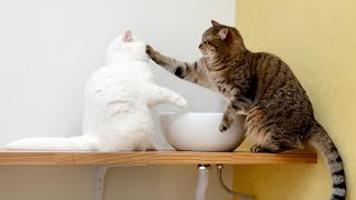 水を飲むのを邪魔されて10倍返しする猫!