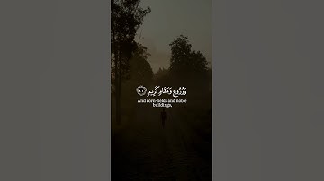 القارئ الشيخ د.هاشم ابو دلال✨