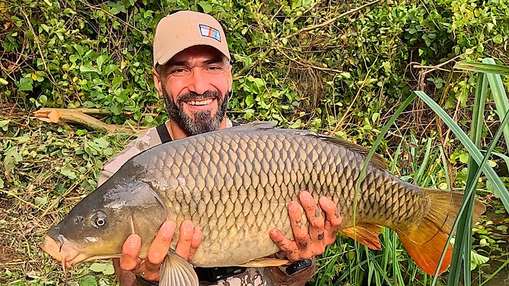 White fish fishing is a professional way to catch carp