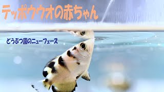 どうぶつ園のニューフェース　テッポウウオの赤ちゃん