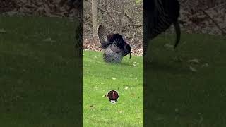 Arnold! Turkey Flexing on top of his game.