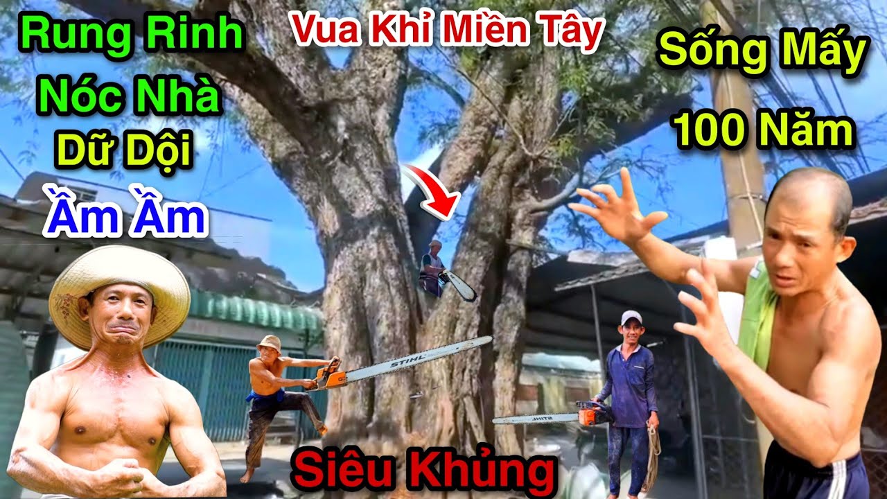 Sống Mấy Trăm Năm Nghe Nổi Da Gà Giờ Chấn Động Cả Mặt Đất Rung Chuyển Vua Khỉ Cưa Cây Me Gòn Cổ Thụ
