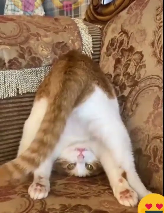 🔻PARAH NIH KELAKUAN SI KUCING GARONG