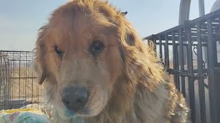 Golden Retriever Holds No Grudges Towards Humans After It Was Almost Served As Food.