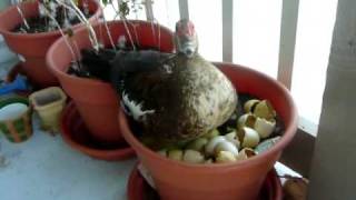 Angry Duck 2: Rise of the Ducklings