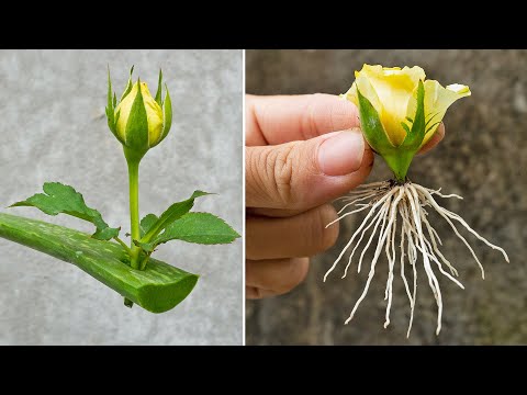 How To Growing Yellow Roses From Flower Buds | Propagate Roses In A Way Not Everyone Knows