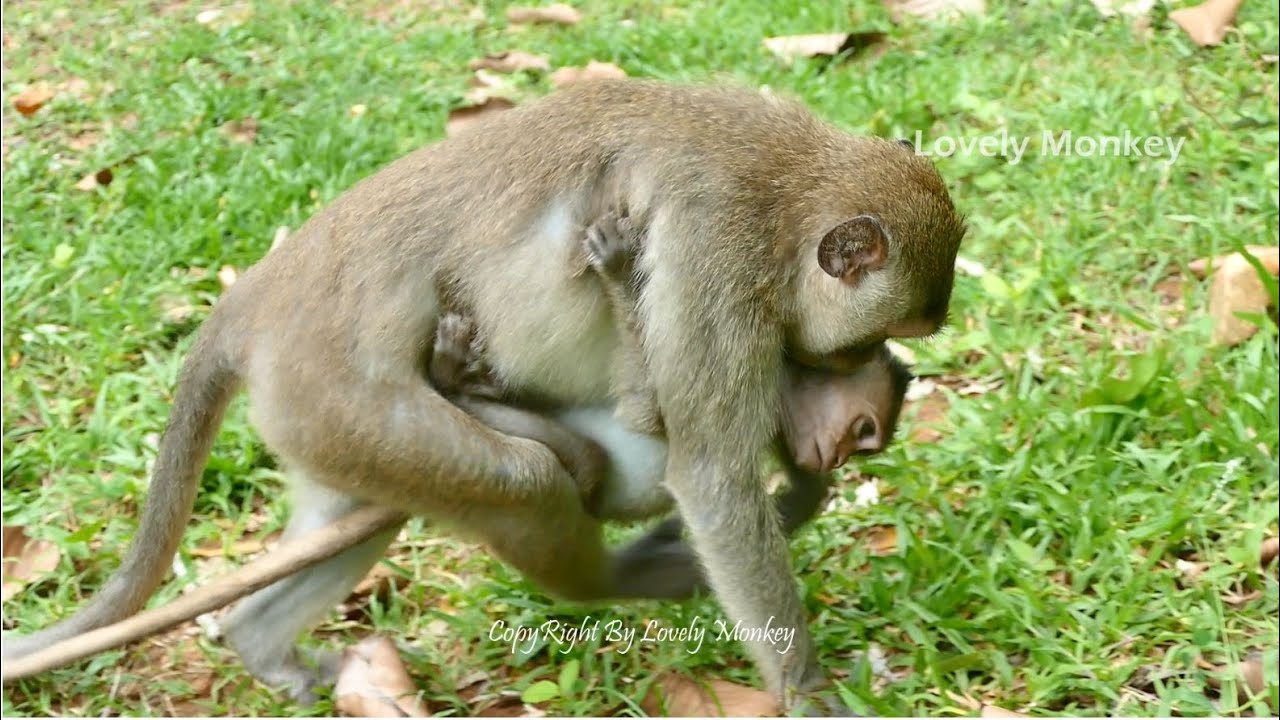 Piper Become A Great Mother Take Good Care Poor Orphan Baby Dustin. Piper Is The Best Hero In Troop.