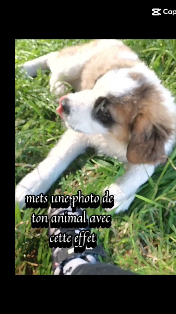 chien love tu me manque beaucoup ️ ️ ️😭😭😭😭 YouTube