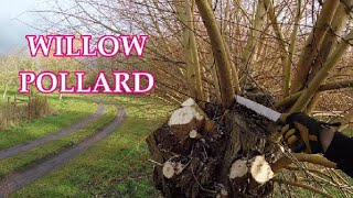 Pollarding Willow tree's by jason Gardener 4,775 views 1 year ago 7 minutes, 22 seconds