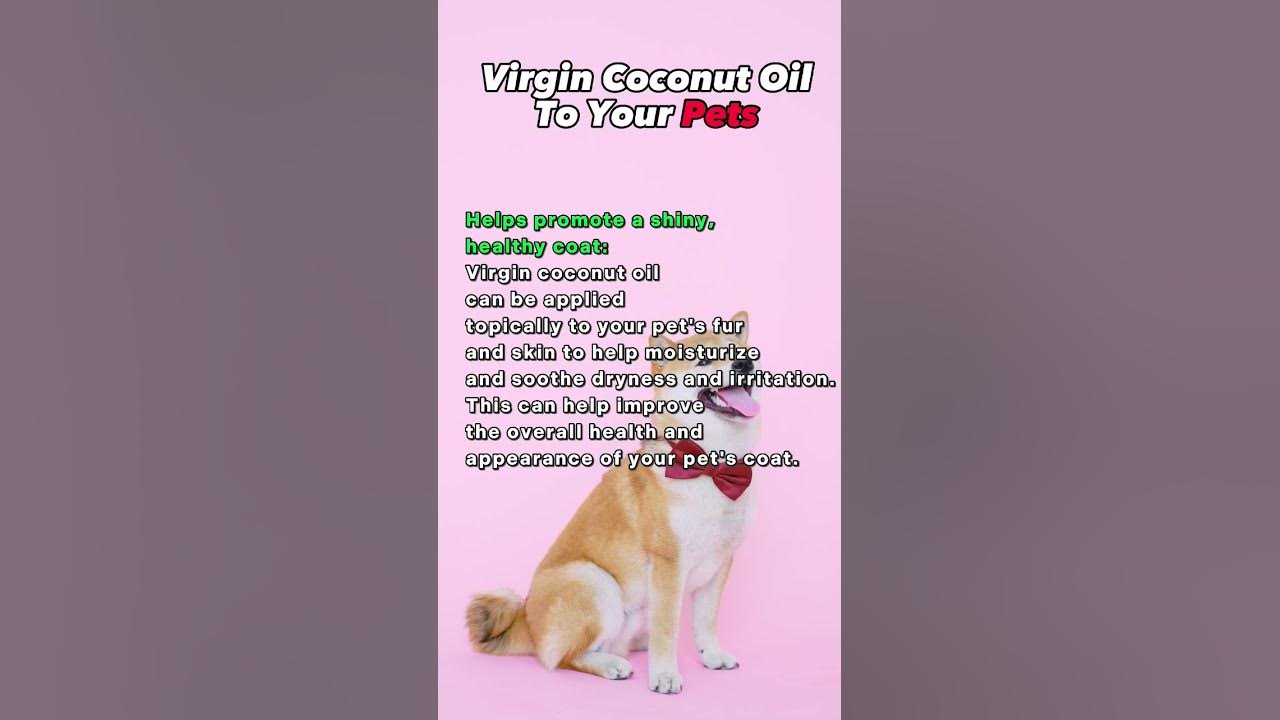 virgin-coconut-oil-to-your-pets-shorts-virgincoconutoil-furparents
