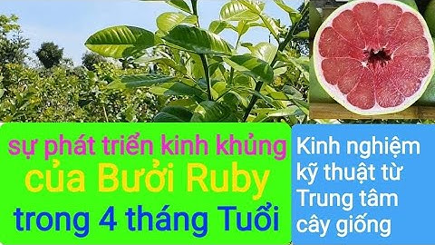 SỰ Phát triển kinh khủng của bưởi Ruby 4 tháng tuổi